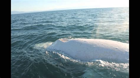 Migaloo the White Whale Encounter - YouTube