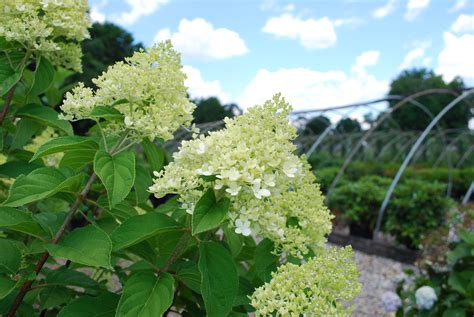 Deciduous Shrubs | Planters' Choice