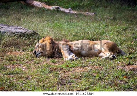 148 Lion Laying Down And Roaring Images, Stock Photos & Vectors | Shutterstock