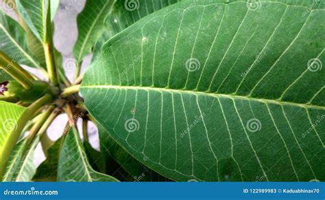 Jasminum grandiflorum Leaf stock image. Image of green - 122989983