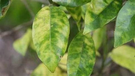 Citrus industry looks for help to turn the corner on citrus greening fight