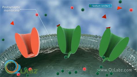 Nerve Synapse Animation