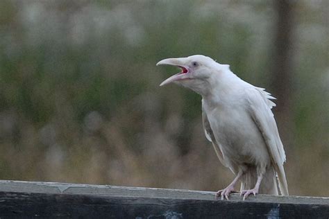 Journal 217 | White raven, Lovely creatures, Melanistic animals