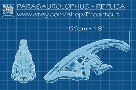 Big Parasaurolophus Walkeri Skull Dinosaur Fossil Replica in - Etsy