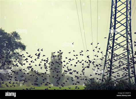 Big flocks of starlings before sleepover concentrated in dense flocks Stock Photo - Alamy