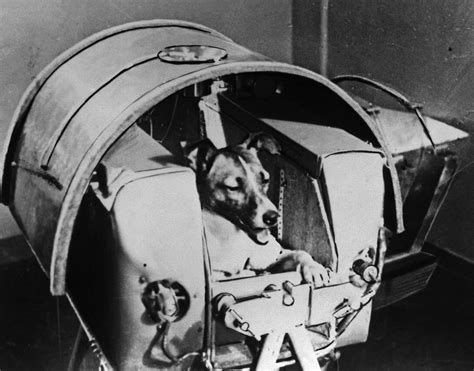 Laika the Cosmonaut Dog: USSR sends first living creature into orbit | Time