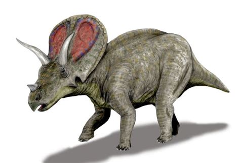 If The Torosaurus is a Mature Form of Triceratops | HubPages