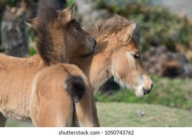 166 Yonaguni horses Images, Stock Photos & Vectors | Shutterstock