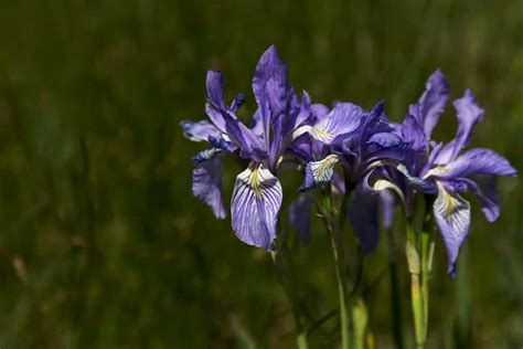 Iris Flowers: Meaning, Symbolism, and Proper Occasions - A-Z Animals