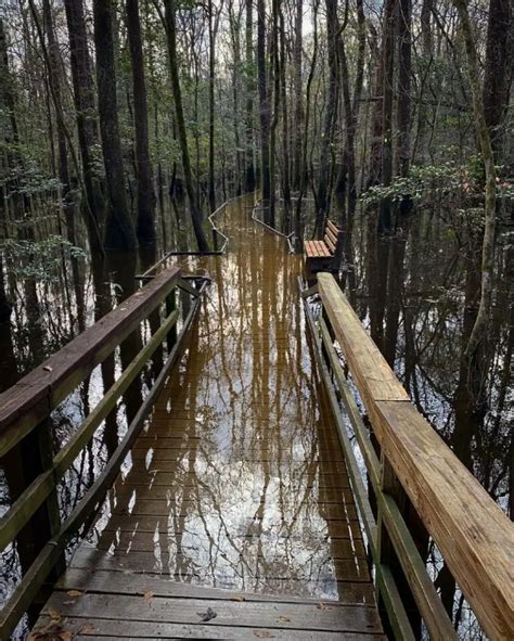 5 Best Things To Do in Congaree National Park (South Carolina)