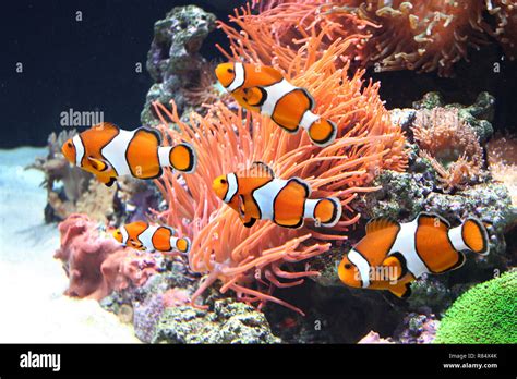 Sea anemone and clown fish in marine aquarium Stock Photo - Alamy