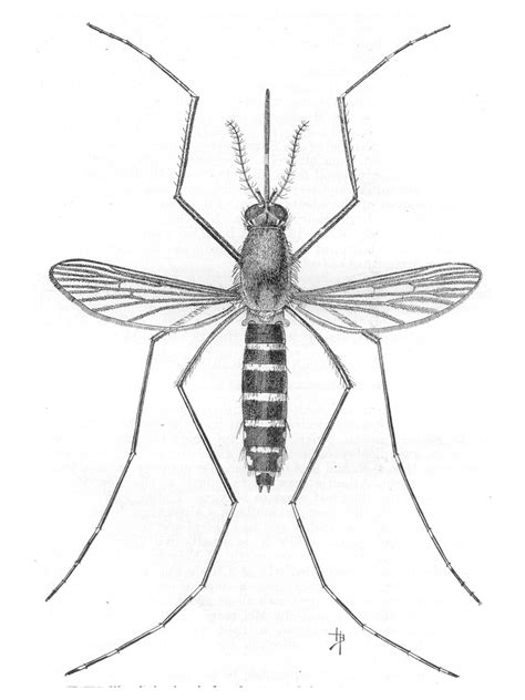 mosquito drawing - Google Search | Arte de insectos, Criaturas fantásticas, Mosquito dibujo