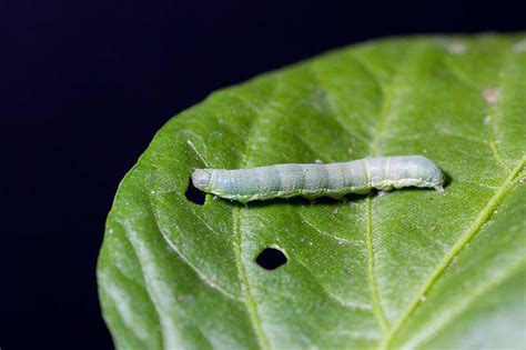 How to Identify and Control Beet Armyworms (Spodoptera exigua)