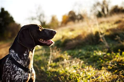 Hunting Dogs 101: Everything You Ever Wanted to Know | Carhartt