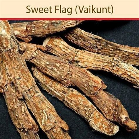 100% Natural Sweet Flag Ingredients: Dry Vatch Root at Best Price in Bhopal | Neel Marketing