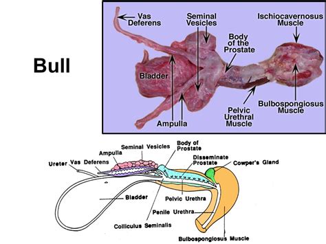 Bull Reproductive System