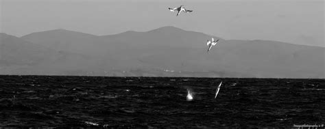 Birds Diving - Images Photography