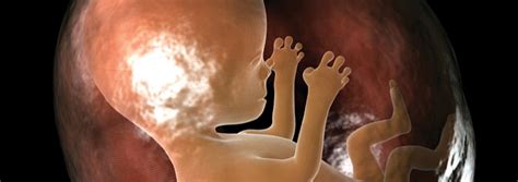 Made in His Image: Human Gestation | The Institute for Creation Research