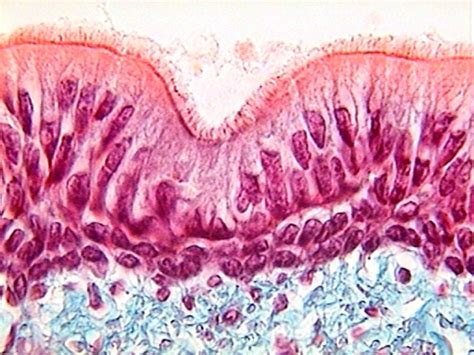 Examining Epithelial Tissue Under The Microscope Human Anatomy And | My ...