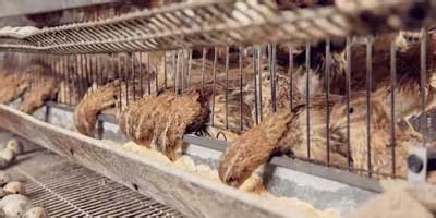 Optimal Quail Cage Design: Creating a Comfortable Living Space | Famtech