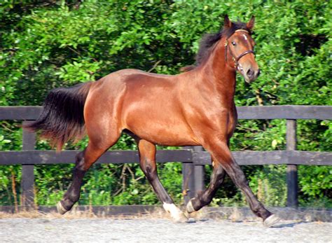 Irish Draught: The Irish Draught horse is the national horse breed of Ireland which developed ...