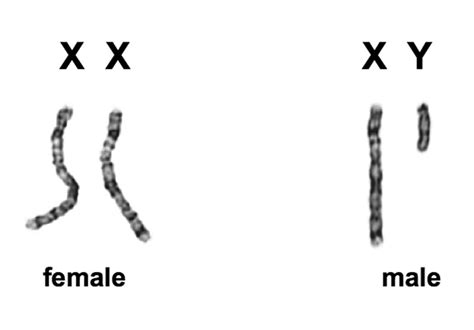 Premiers résultats de l'analyse de mon chromosome Y