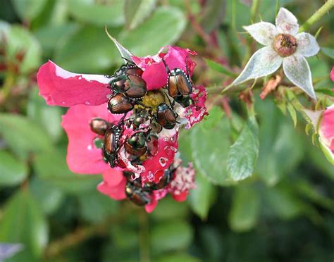 How to Protect Your Trees and Shrubs From Japanese Beetle Damage