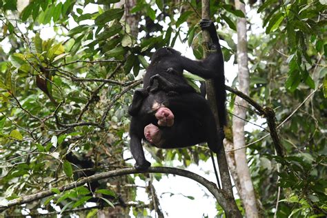 New insights help to explain why same-sex sexual interactions are so important for female bonobos