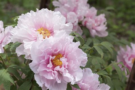 How to Get Your Peony Plants off to a Great Start (2022)