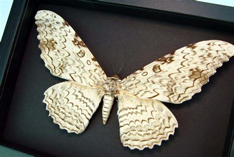 Thysania agrippina - White Witch Moth - Framed Giant Moth