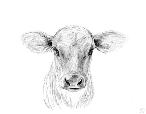 25+ Cow Face Drawing Pics - Shiyuyem