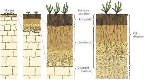 Soil Formation Steps