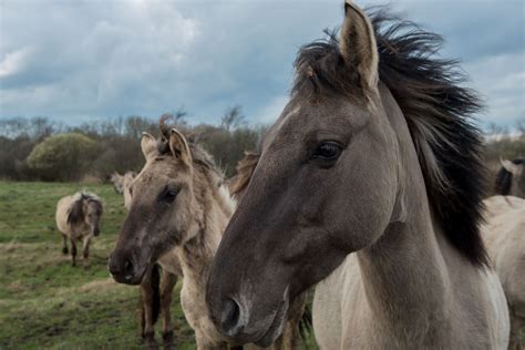 Where to See Wild Horses