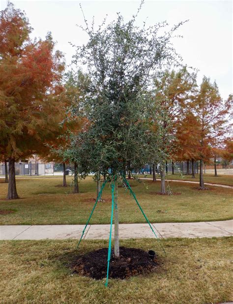 Live Oak Tree - Dallas, Texas - Treeland Nursery