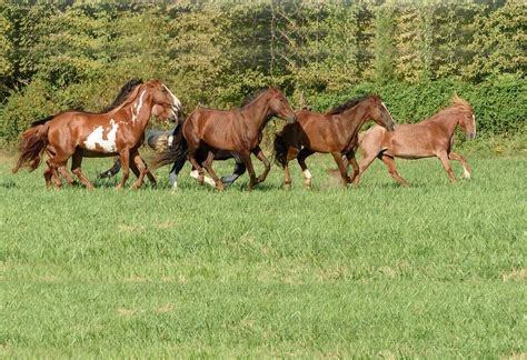 Home - Mustang Sanctuary is a 501(c)3 NFP dedicated to Mustang Adoptions In Edwardsville ...