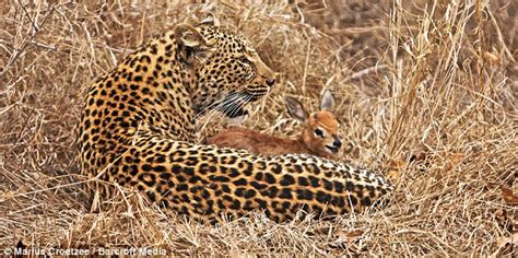 Learning about Predators from Nature: Leopards Do Not Change Their ...