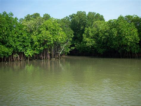 Mumbaikars Choose Mangroves Over Malad Sewage Treatment Plant