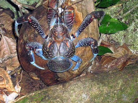 Largest Land Arthropod - Coconut Crab