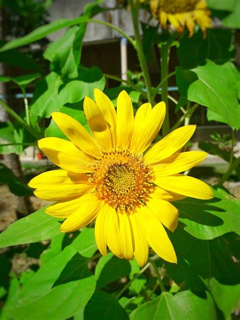 Blooming sunflower stock image. Image of bloomed, sunflower - 138509657