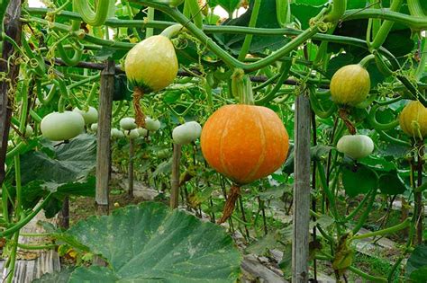 How to Grow Pumpkins Vertically on a Trellis | Gardener’s Path