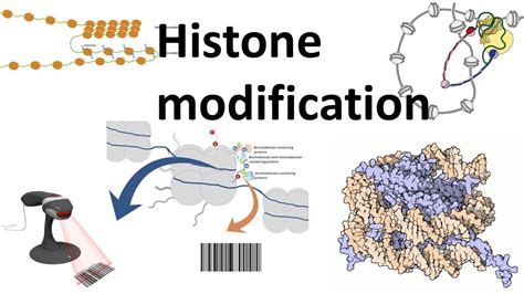 Histone modifications (Introduction) - YouTube