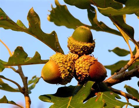 Bur Oak Information - Tips On Planting A Bur Oak Tree In The Landscape