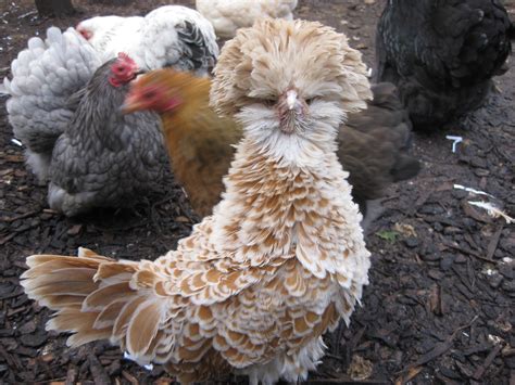 PsBattle: This Polish frizzle chicken : r/photoshopbattles