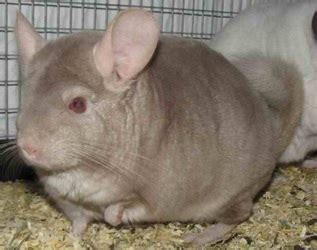 Chinchilla Colors - Fuzzy Tales Chinchillas