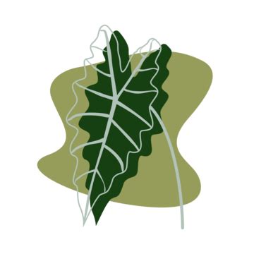 Caladium PNG Picture, Caladium Leaf Tricolour Beatiful For Houseplant, Caladium, Green ...