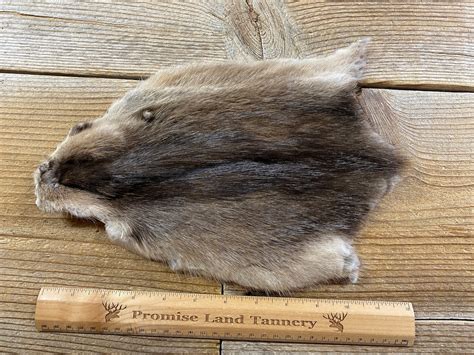 Muskrat Fur Pelt One Average Full Skin Lot No. 210422-PPP | Etsy