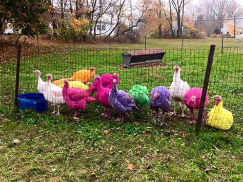 Colored Turkeys the Hit of Connecticut Turkey Farm - ABC News