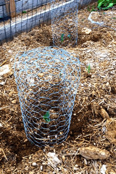 DIY Garden Cloche 1 - Rooted Revival