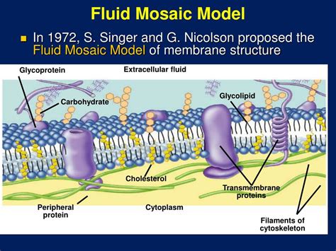 Fluid Mosaic Diagram