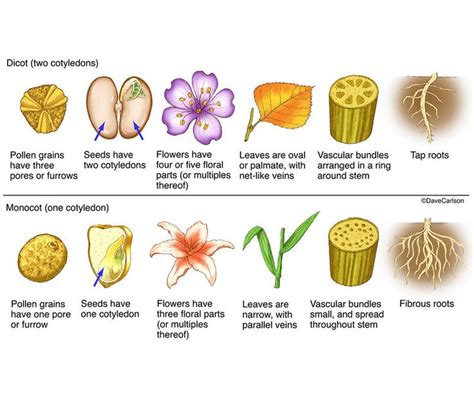 Botany | Life Science & Biomedical | Carlson Stock Art | Biology plants, Botany, Plant science